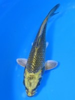  　金兜　15cm 　