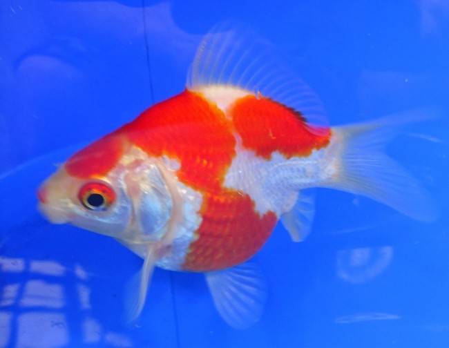 錦屋養鯉場　 福だるま 10cm　錦鯉　金魚販売　通信販売　錦屋養鯉場
