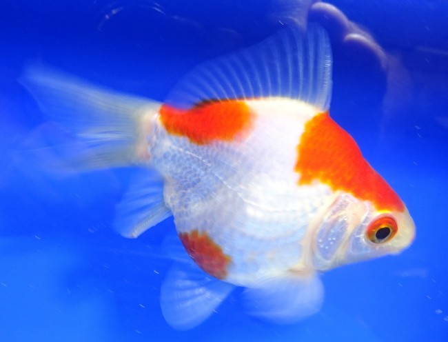 錦屋養鯉場　 福だるま 10cm　錦鯉　金魚販売　通信販売　錦屋養鯉場