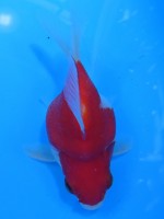 　 福だるま  9cm　