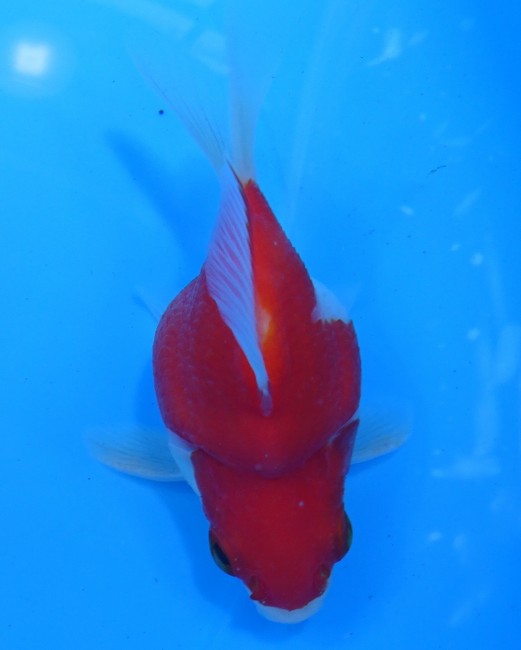 錦屋養鯉場　 福だるま  9cm　錦鯉販売　金魚販売　通信販売　錦屋養鯉場