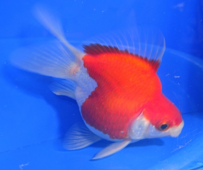 錦屋養鯉場　 福だるま 9cm　錦鯉販売　金魚販売　通信販売　錦屋養鯉場