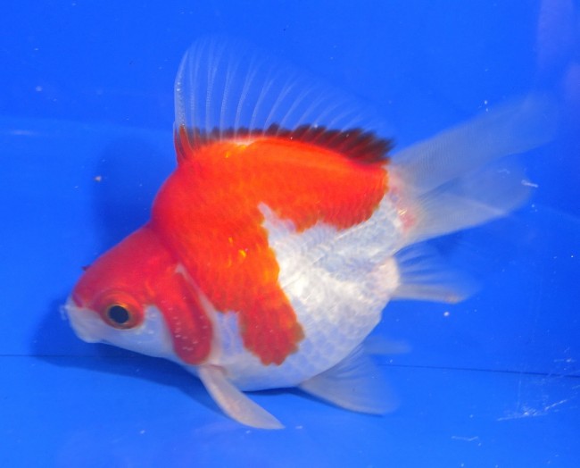錦屋養鯉場　 福だるま 9cm　錦鯉販売　金魚販売　通信販売　錦屋養鯉場