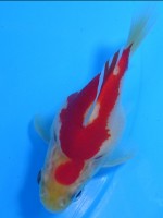 　 福だるま  9cm　