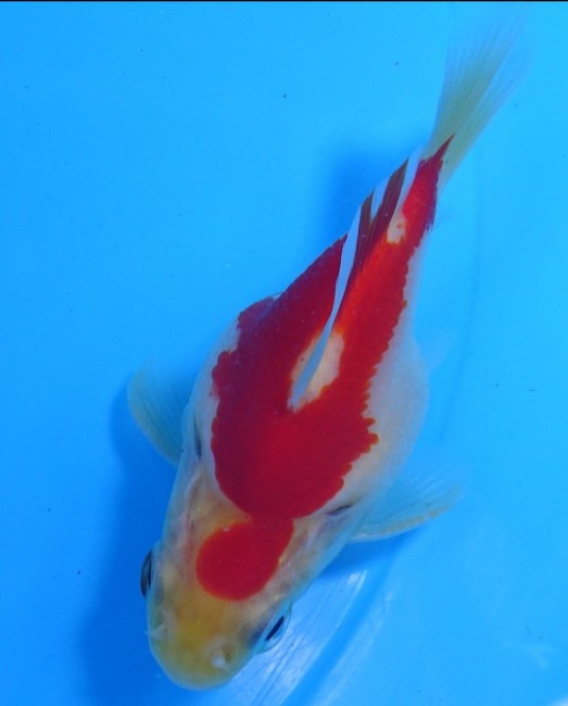 錦屋養鯉場　 福だるま 9cm　錦鯉販売　金魚販売　通信販売　錦屋養鯉場