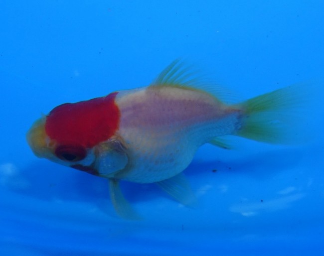 錦屋養鯉場　 丹頂 福だるま 8cm　錦鯉販売　金魚販売　通信販売　錦屋養鯉場