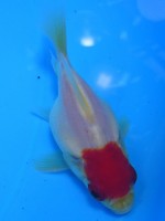 　 丹頂 福だるま   8cm　
