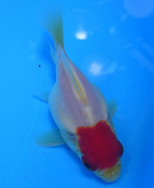 錦屋養鯉場　 丹頂 福だるま   8cm　錦鯉販売　金魚販売　通信販売　錦屋養鯉場