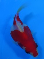 　 福だるま   8cm　