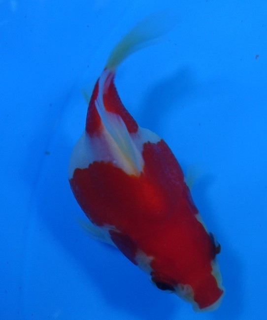 錦屋養鯉場　 福だるま   8cm　錦鯉販売　金魚販売　通信販売　錦屋養鯉場