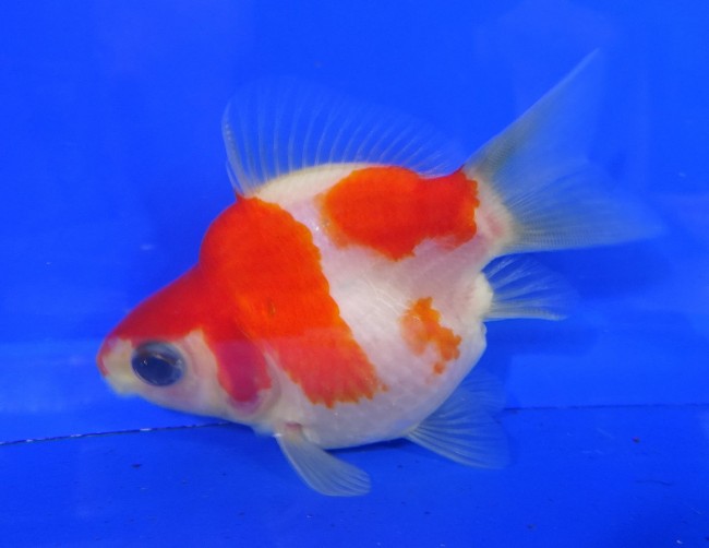 錦屋養鯉場　 福だるま 8cm　錦鯉販売　金魚販売　通信販売　錦屋養鯉場