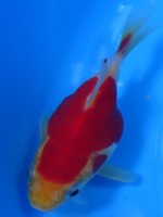 　 福だるま 9cm　