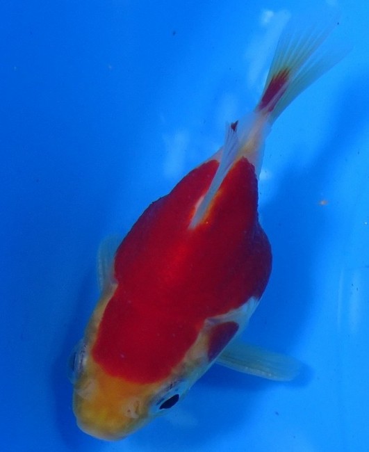 錦屋養鯉場　 福だるま 9cm　錦鯉販売　金魚販売　通信販売　錦屋養鯉場