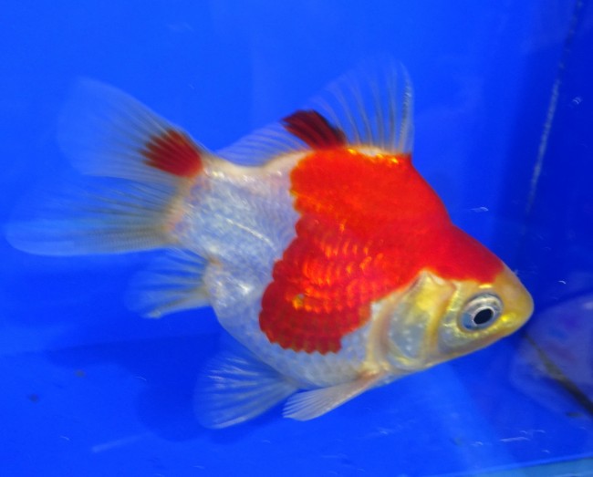 錦屋養鯉場　 福だるま 9cm　錦鯉販売　金魚販売　通信販売　錦屋養鯉場
