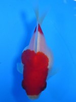 　 福だるま   8cm　