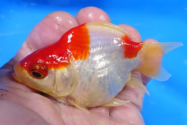 錦屋養鯉場　 福だるま 8cm　錦鯉販売　金魚販売　通信販売　錦屋養鯉場