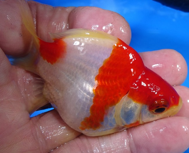 錦屋養鯉場　 福だるま 8cm　錦鯉販売　金魚販売　通信販売　錦屋養鯉場