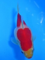 　 福だるま  9cm　