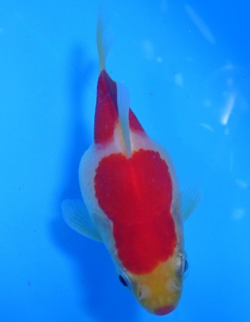 錦屋養鯉場　 福だるま  9cm　錦鯉販売　金魚販売　通信販売　錦屋養鯉場