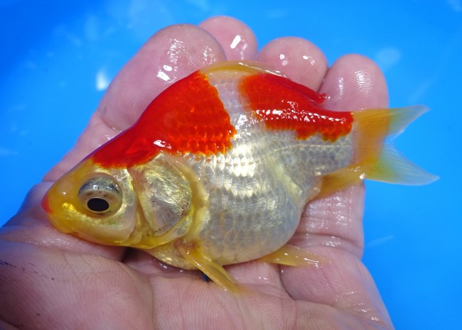 錦屋養鯉場　 福だるま 9cm　錦鯉販売　金魚販売　通信販売　錦屋養鯉場