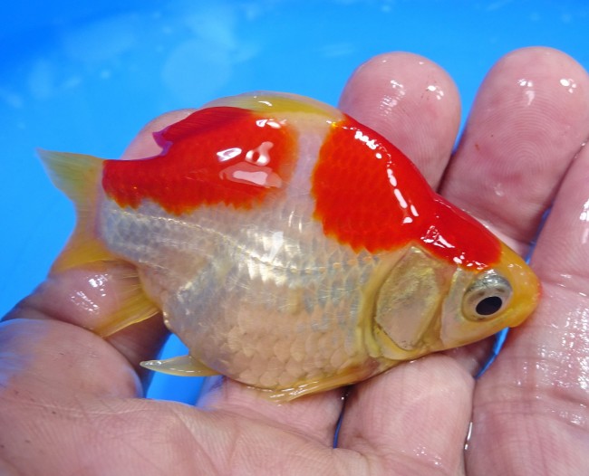 錦屋養鯉場　 福だるま 9cm　錦鯉販売　金魚販売　通信販売　錦屋養鯉場