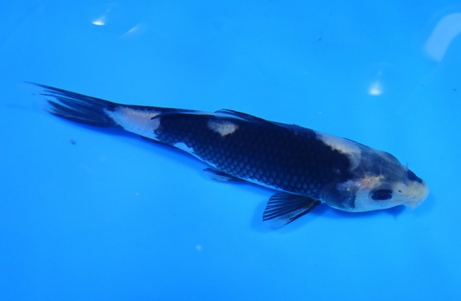 錦屋養鯉場　白写り　12cm　錦鯉販売　通信販売　錦鯉養鯉