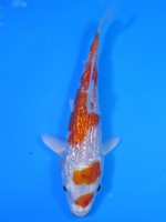 　ダイヤ銀鱗 桜黄金　15cm　