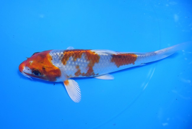 錦屋養鯉場 　クジャク黄金　15cm　 錦鯉販売　通信販売　錦屋養鯉場