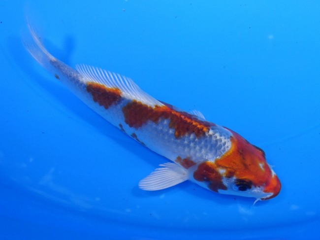 錦屋養鯉場 　クジャク黄金　15cm　 錦鯉販売　通信販売　錦屋養鯉場
