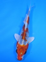  　クジャク黄金　15cm　 