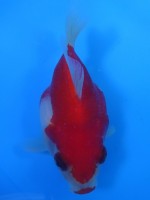 　 福だるま  9cm　