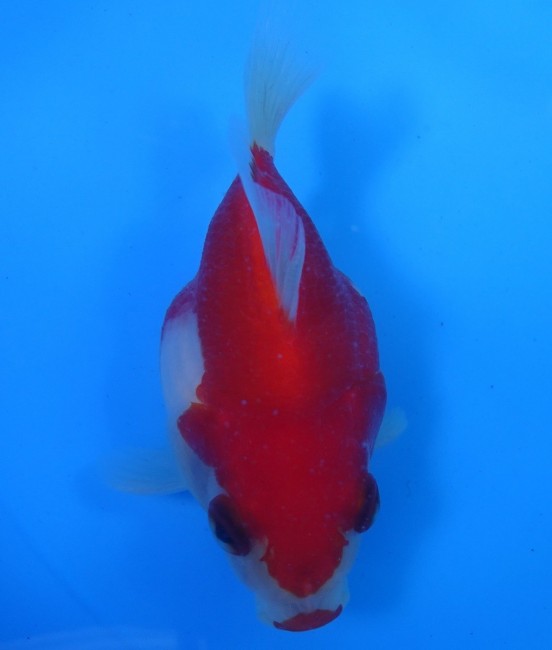 錦屋養鯉場　 福だるま  9cm　錦鯉販売　金魚販売　通信販売　錦屋養鯉場