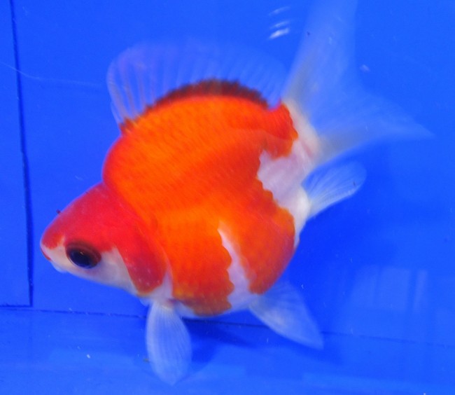 錦屋養鯉場　 福だるま 9cm　錦鯉販売　金魚販売　通信販売　錦屋養鯉場