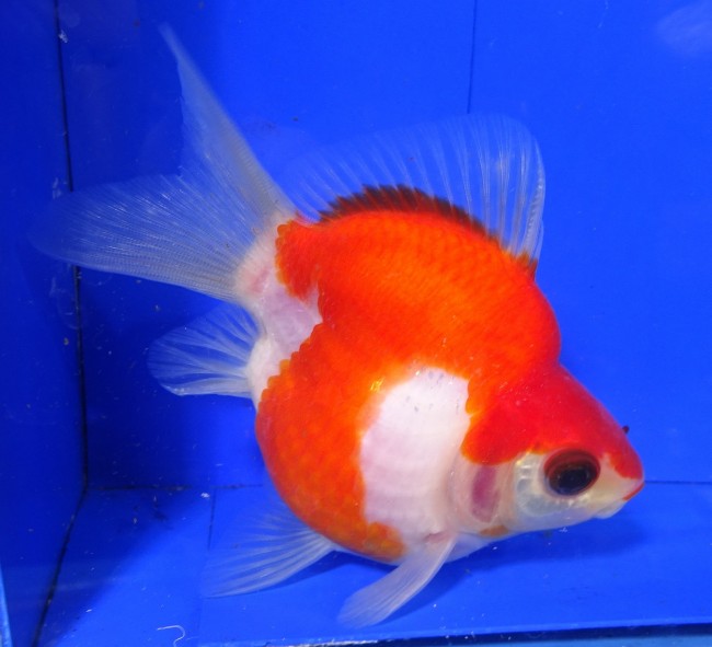 錦屋養鯉場　 福だるま 9cm　錦鯉販売　金魚販売　通信販売　錦屋養鯉場