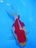 　 福だるまミドル尾  9cm　