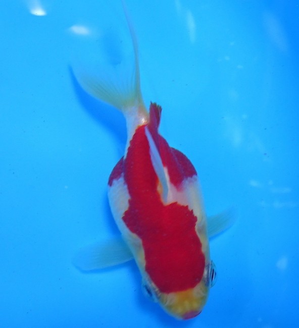 錦屋養鯉場　 福だるまミドル尾  9cm　錦鯉販売　金魚販売　通信販売　錦屋養鯉場