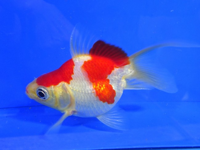 錦屋養鯉場　 福だるまミドル尾 9cm　錦鯉販売　金魚販売　通信販売　錦屋養鯉場