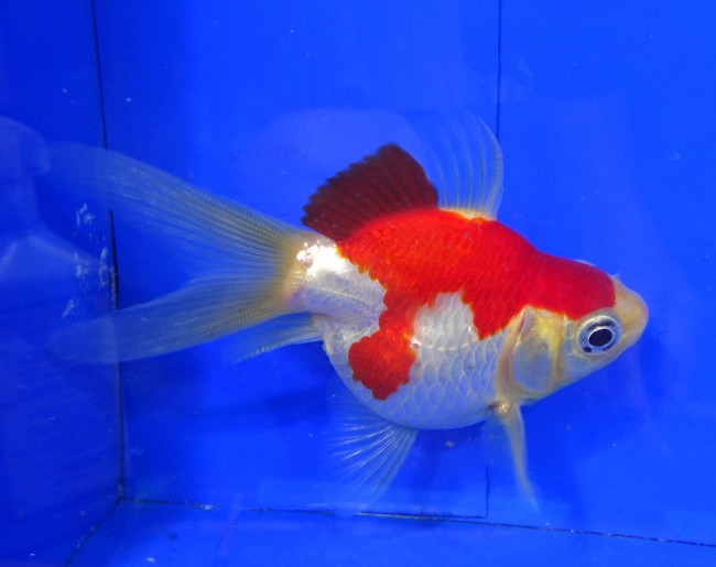 錦屋養鯉場　 福だるまミドル尾 9cm　錦鯉販売　金魚販売　通信販売　錦屋養鯉場