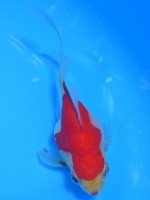 　福だるま 羽衣 　10cm　