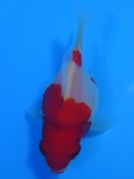 　 福だるま   7cm　