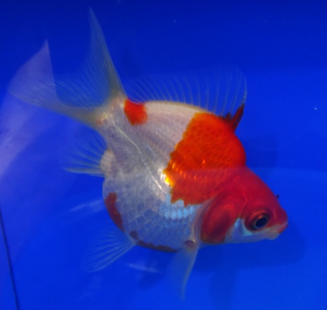 錦屋養鯉場　 福だるま 7cm　錦鯉販売　金魚販売　通信販売　錦屋養鯉場