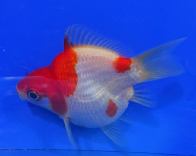 錦屋養鯉場　 福だるま 7cm　錦鯉販売　金魚販売　通信販売　錦屋養鯉場