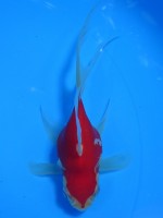 　 福だるま 羽衣 14cm　