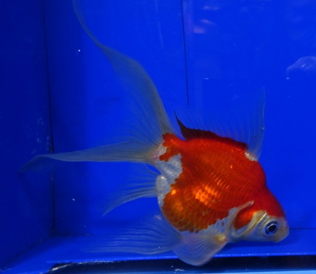 錦屋養鯉場　 福だるま 羽衣 14cm　錦鯉販売　金魚販売　通信販売　錦屋養鯉場