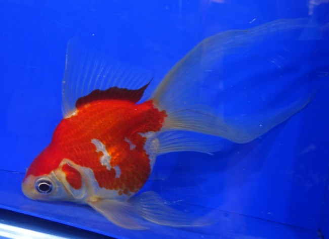 錦屋養鯉場　 福だるま 羽衣 14cm　錦鯉販売　金魚販売　通信販売　錦屋養鯉場