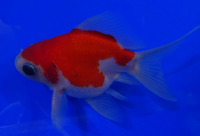錦屋養鯉場　 福だるま牡丹 9cm　錦鯉販売　金魚販売　通信販売　錦屋養鯉場