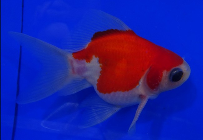 錦屋養鯉場　 福だるま牡丹 9cm　錦鯉販売　金魚販売　通信販売　錦屋養鯉場