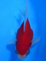 　 福だるま牡丹  9cm　