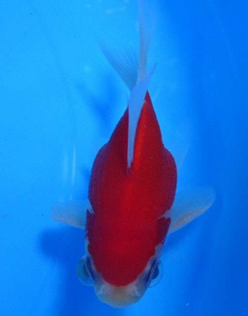 錦屋養鯉場　 福だるま牡丹  9cm　錦鯉販売　金魚販売　通信販売　錦屋養鯉場