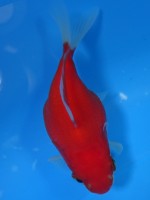 　 福だるま   7cm　